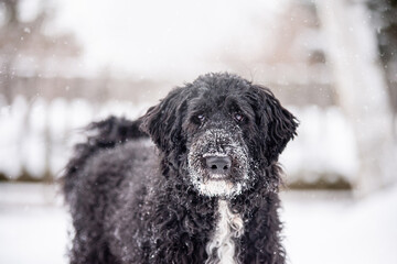 Black golden doodle dog in park in winter 