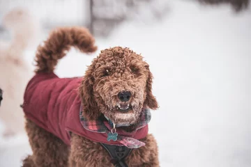 Foto op Aluminium Cute brown golden doodle dog playing in the snow with coat © Beatrice