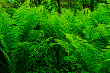 Green fern plants in the forest on spring