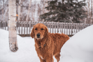 Golden retriever dog shaking of snow after playing in park in winter