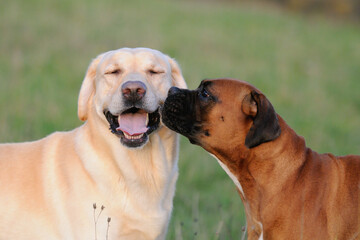 Boxer Dog and Labrador in love portrait