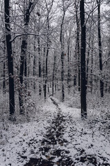 Winter forest. Path among trees