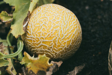Vista de suelo de melón amarillo redondo en la tierra agricultura