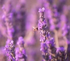 abeja volando en un campo de lavandas para hacer perfumes y aromas en boutiques, campos de lavanda en valensole, Francia 