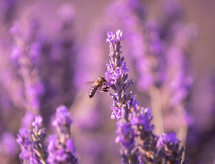 abeja volando en un campo de lavandas para hacer perfumes y aromas en boutiques, campos de lavanda en valensole, Francia 