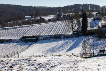 Weinberg im Schnee