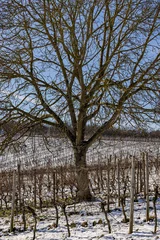Foto auf Leinwand Baum im Weinberg © Safra-Fotografie