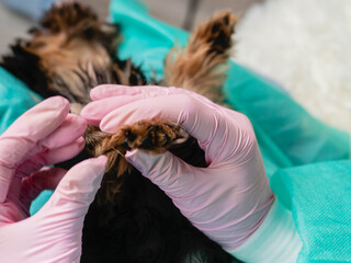Vetirinar examines the paw of a small Yoksher terrier puppy