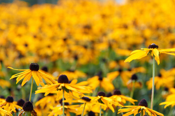 Field of yellow flowers of orange coneflower also called rudbeckia, perennial black-eyed susan. Latin name - Rudbeckia hirta.