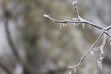 Tree branches covered in a glaze of ice from freezing rain the winter of 2021. The freezing rain forms ice and icicles on surface contact.