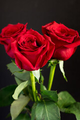 Three red roses on a dark background. Red roses are often given as a symbol of love on Valentine's Day.