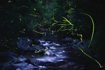 綺麗な川に沿ってキラキラと光っているホタル（ゲンジボタル）