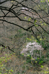 山の斜面に咲く山桜