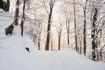 Winterwald