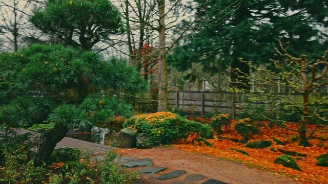 Walking in the japanese garden with colorful trees and plants, orange and red fallen leaves covering the grownd