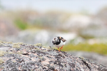 Small wader bird ruddy turnstone, Arenaria interpres