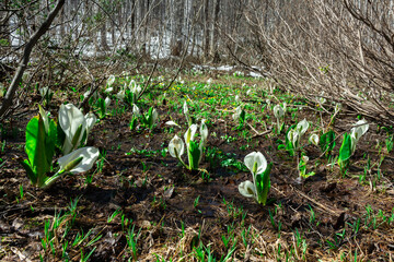 雪解け水の中に咲くたくさんの水芭蕉