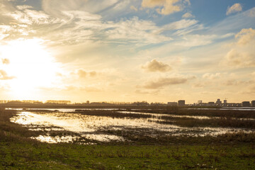 Planting young trees to grow a new forest