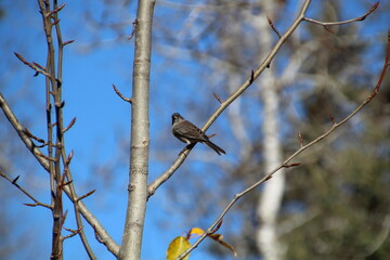 Bird Sitting On The Branch, Whitemud Park, Edmonton, Alberta