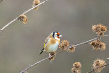 European goldfinch bird, Carduelis carduelis, perched eating seeds during Winter season