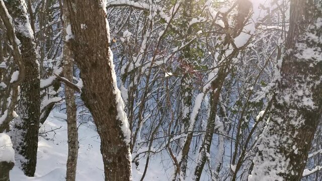 The sun breaks through the snow-covered trees. Winter forest, unfocused object, slow motion. Big drifts, snow falling from the branches. Hiking in winter, the concept of outdoor activities.