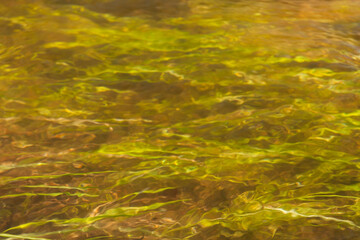 Green algae under water drawn by stream