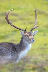 Fallow deer stag Dama Dama in a forest