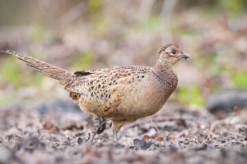 Pheasant female Phasianus colchicus scavenging in a dark forest