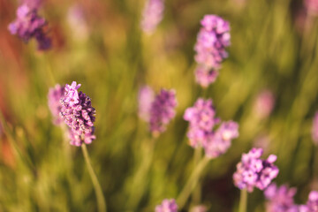 Fototapeta na wymiar field of lavender, close up