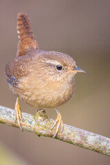 Eurasian Wren bird, Troglodytes troglodytes, display, perched