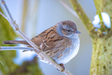 Dunnock Prunella modularis bird singing during Winter