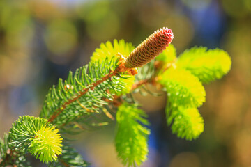 Closeup spring branch of pine in sunny day