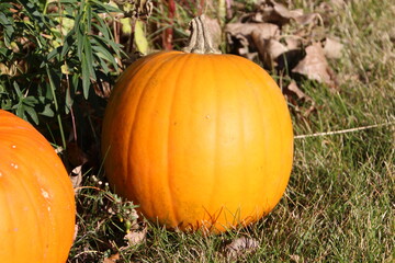 Fruit Of October, Edmonton, Alberta