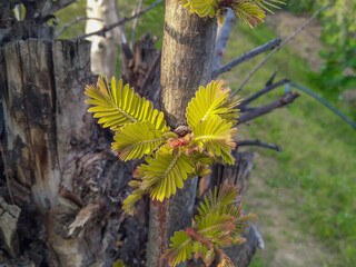 young shoots growing, the buds grow from stalk of amala