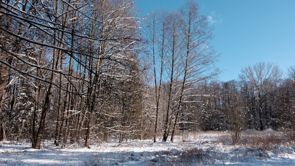 Schneebedeckte Eichen und andere Bäume im Wald