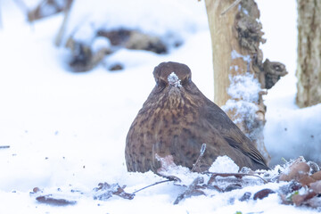 Common blackbird Turdus merula, foraging in snow, beautiful cold Winter setting