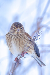 common reed bunting, Emberiza schoeniclus, foraging in snow, beautiful cold Winter setting