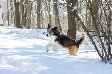 Border Collie im Schnee
