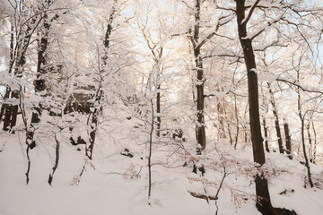 Warme weiße Winterlandschaft im Wald