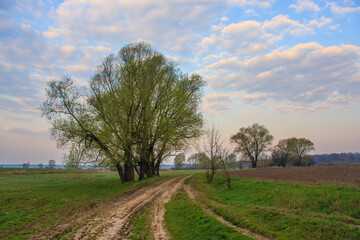 Fototapeta na wymiar Spring landscape with dirt road, field and trees against cloudy sky