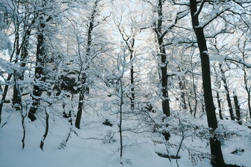 Schneefall im Wald