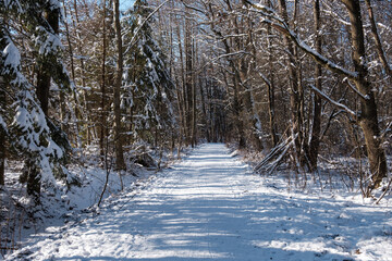 Schneebedeckte Waldwege laden zum Spaziergang ein