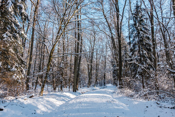 Spaziergang im Winterwald am Nachmittag