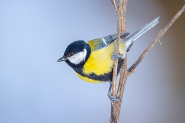Great tit bird, Parus major, foraging in snow, beautiful cold Winter setting