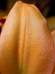 Fototapeta premium Close up of a flower petal