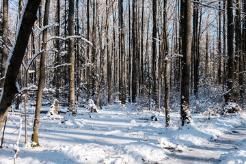 Fototapeta premium Schneebedeckte Waldwege laden zum Spaziergang ein