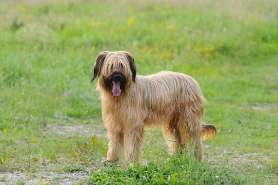 briard Brie dog in meadow outdoor