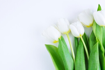 White tulips on a white background. Congratulation concept card for Women's Day, mother's day, spring flowers, banner, greeting. Copy space