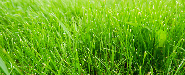 Green juicy grass in sunlight. Green natural background.