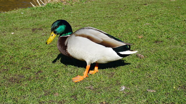 a duck in the park at the Liselund old castle on the island Mon, Denmark, March